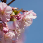 長居公園の河津桜が満開!ピンクの桜とメジロのコラボがいい感じ♪