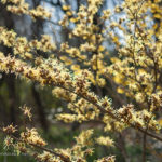 3月の大阪市立長居植物園は春の花がたくさん!写真を撮りにいこう!!