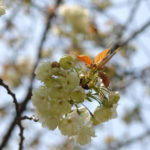 大阪造幣局の桜の通り抜け2017に行ってきました!今年はソメイヨシノもまだ満開でゼイタクな気分