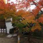 紅葉を見に行こうよぅ!3日目:大覚寺@嵐山
