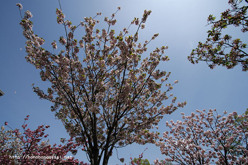 大阪造幣局桜の通り抜け　天の川